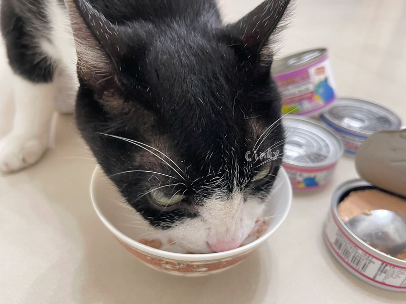 女人知己試用大隊,口碑行銷,部落客行銷,PURRFACT 波菲特貓用主食罐,主食罐,PURRFACT波菲特,貓主食罐,貓罐,PURRFACT波菲特貓用主食罐,魚肉蔓越莓主食罐,鮮嫩雞主食罐,鹿肉雞肉主食罐,牛肉鵪鶉貓主食罐,干貝蠶蛹配方,鱷魚肉白木耳配方,雞肉魚肉配方,安心鶉配方,評價,體驗,適口性佳,心得,成貓適用,高齡貓適用,質地是慕絲狀